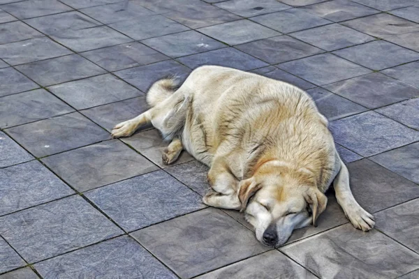 Ein Hund Ist Der Beste Freund Des Menschen Niedliche Freund — Stockfoto