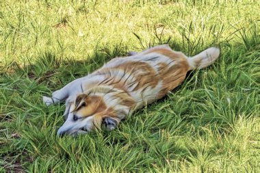 Bir köpek bir insanın en iyi dostudur. Doğadaki sevimli dost köpekler..