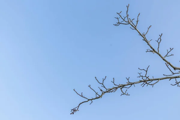 Arbre Hiver Branches Dans Nature — Photo