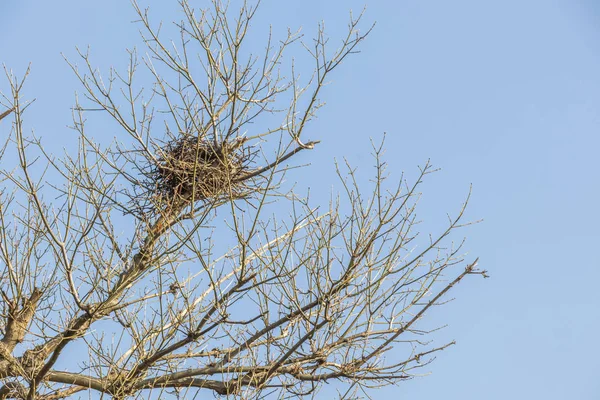 冬树和树枝上的鸟巢 — 图库照片