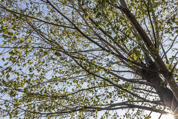 Arbre Automne Branches Aux Feuilles Jaunes Dans Nature — Photo