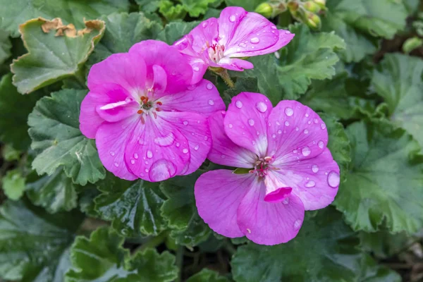 自然の中で馬蹄形のゼラニウムの花を閉じて — ストック写真