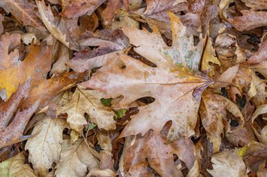 Sonbahar ağacı sarı yapraklar doğada
