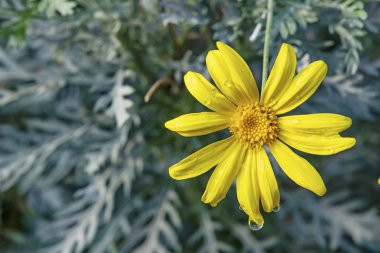 close up yellow narrow-leaves ragwort flower in nature clipart