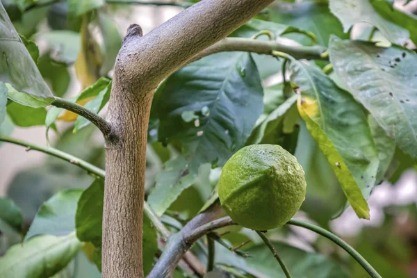 Γκρο Πλαν Λεμονιά Πράσινα Φρούτα Και Φύλλα — Φωτογραφία Αρχείου