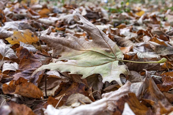 秋の木自然黄色の葉 — ストック写真