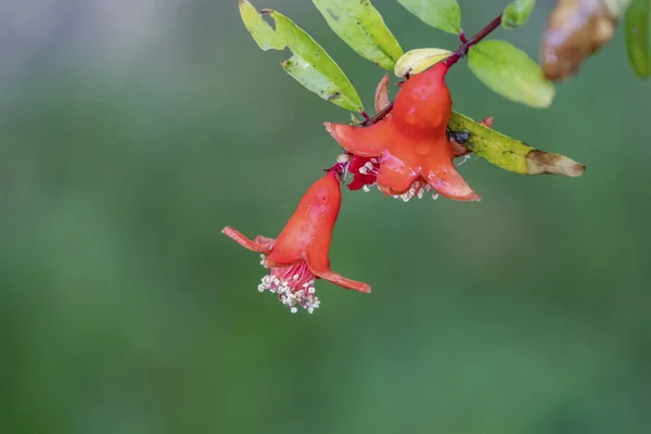 Närbild Granatäpple Frukter Naturen — Stockfoto