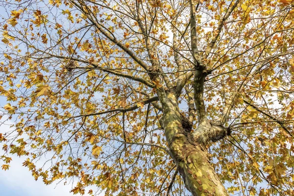 Sonbahar Ağacı Doğada Sarı Yapraklı Dallar — Stok fotoğraf