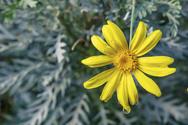 close up yellow narrow-leaves ragwort flower in nature