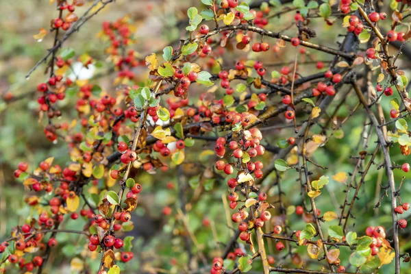 Vicino Rockspray Cotoneaster Piante Natura — Foto Stock