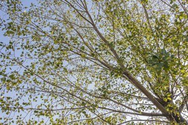 Sonbahar ağacı ve doğada sarı yapraklı dallar.