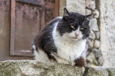 Şirin arkadaşlar doğadaki kediler.