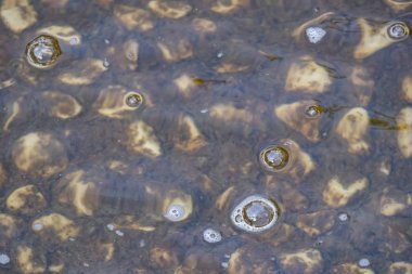 Su ve taşlarla süslü havuzu kapat.