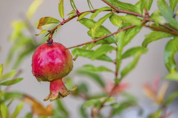 Granatapfelfrüchte Der Natur Hautnah Erleben — Stockfoto