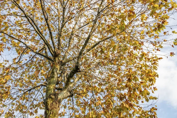 秋の木と自然の中で黄色の葉を持つ枝 — ストック写真