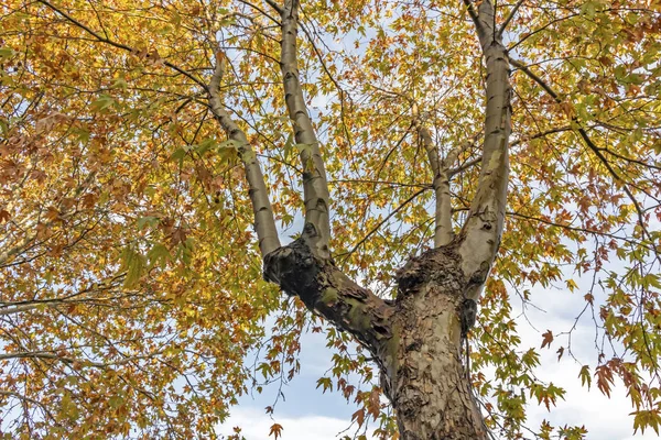 Sonbahar Ağacı Doğada Sarı Yapraklı Dallar — Stok fotoğraf