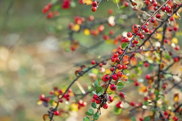 Close Plantas Cotoneaster Rockspray Natureza — Fotografia de Stock