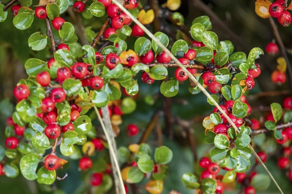 Vicino Rockspray Cotoneaster Piante Natura — Foto Stock