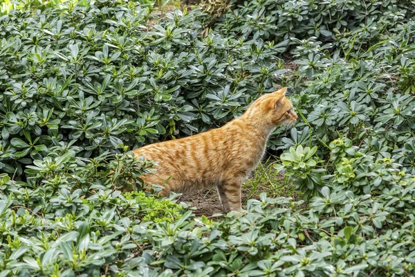 Aus Nächster Nähe Niedliche Freunde Katzen Der Natur — Stockfoto