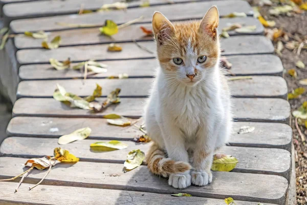 クローズ アップ自然でかわいいお友達猫 — ストック写真