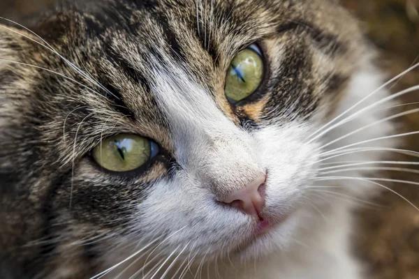 Aus Nächster Nähe Niedliche Freunde Katzen Der Natur — Stockfoto