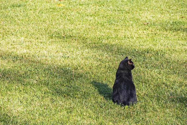 Aus Nächster Nähe Niedliche Freunde Katzen Der Natur — Stockfoto