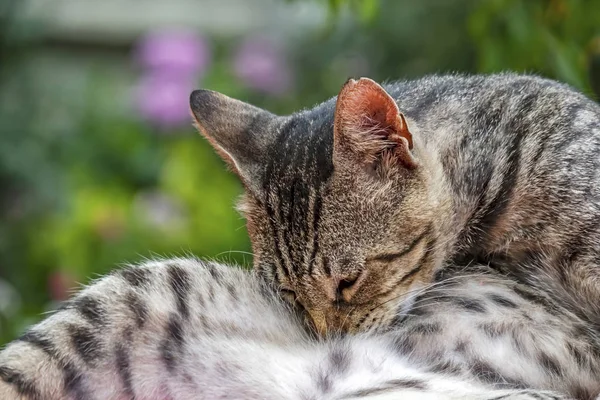 Close Amigos Bonitos Gatos Natureza — Fotografia de Stock