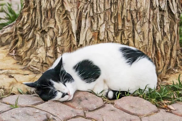 Cerca Lindo Amigos Gatos Naturaleza — Foto de Stock