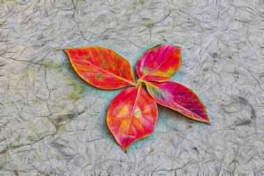 Sonbahar ağacı sarı yapraklar doğada