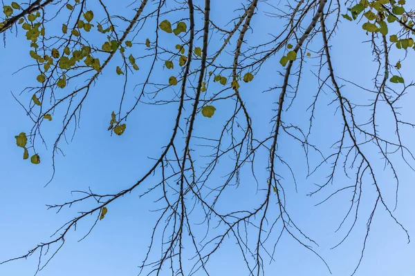 Arbre Hiver Branches Dans Nature — Photo