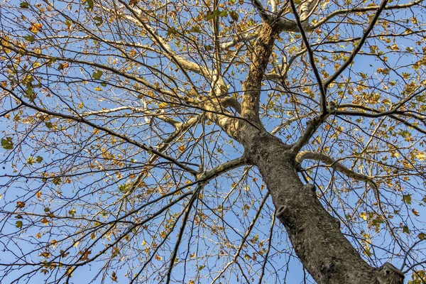 Árbol Otoño Ramas Con Hojas Amarillas Naturaleza — Foto de Stock