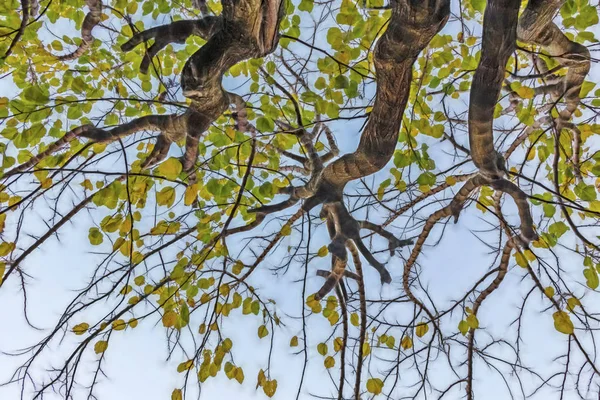 Arbre Automne Branches Aux Feuilles Jaunes Dans Nature — Photo