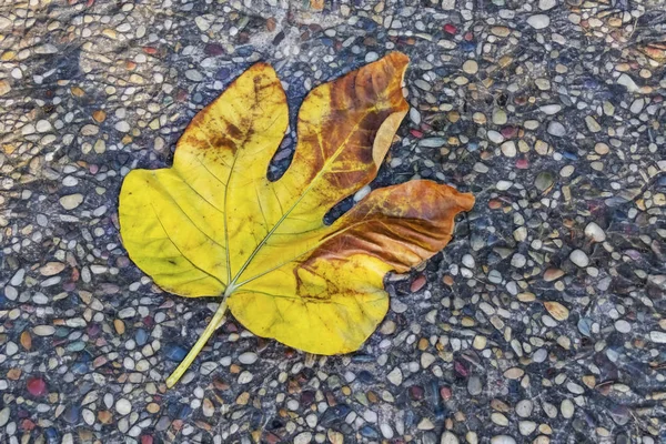 Outono Árvore Folhas Amarelas Natureza — Fotografia de Stock