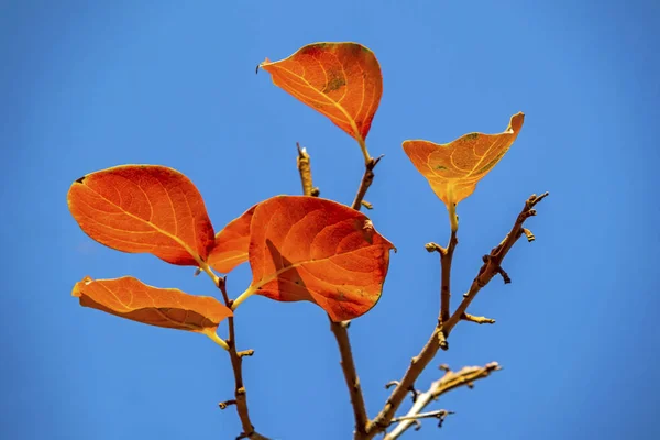 Árvore Outono Ramos Com Folhas Amarelas Natureza — Fotografia de Stock