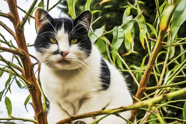 クローズ アップ自然でかわいいお友達猫 — ストック写真