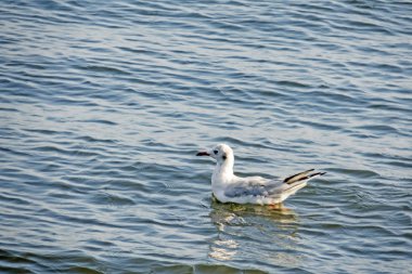 Martılar veya martılar deniz kuşlarıdır. Doğadaki martıları kapatın..