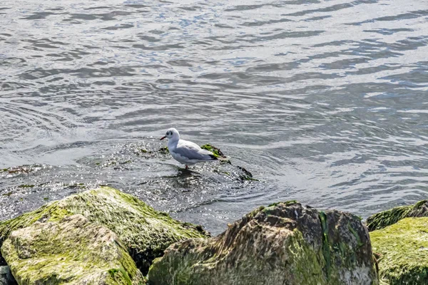 海鸥或海鸥是海鸟 密切留意自然界中的海鸥 — 图库照片