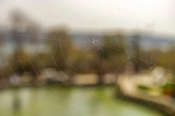 Close Spider Web Nature — ストック写真