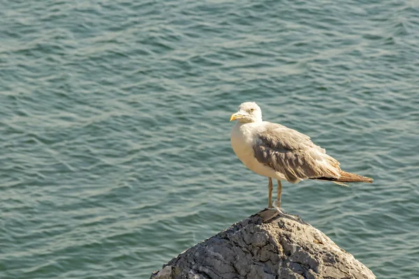 Möwen Oder Möwen Sind Seevögel Möwen Der Natur Hautnah Erleben — Stockfoto