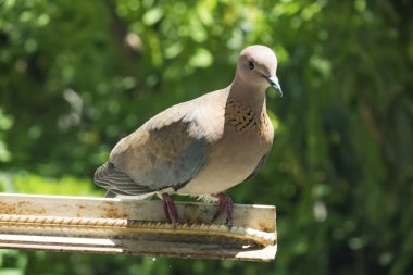 Doğadaki güvercinleri kapatın.