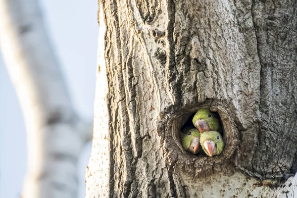 Pappagalli Buco Albero Natura — Foto Stock