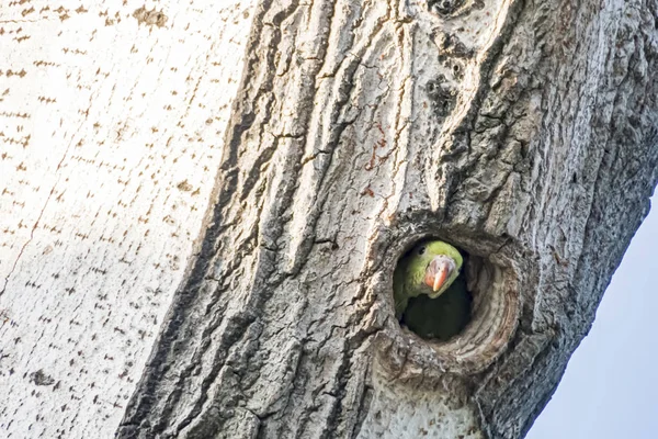 Parrots Tree Hole Nature — Stockfoto