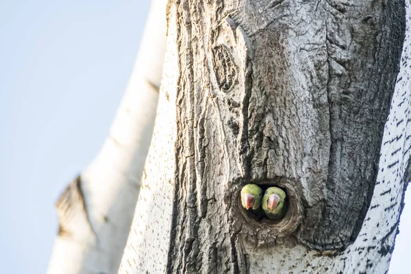 parrots in tree hole in nature