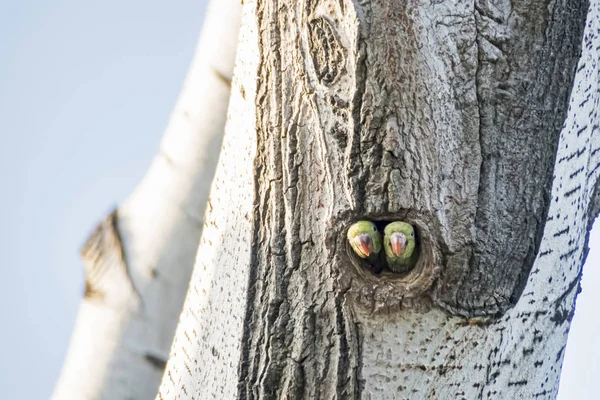 parrots in tree hole in nature