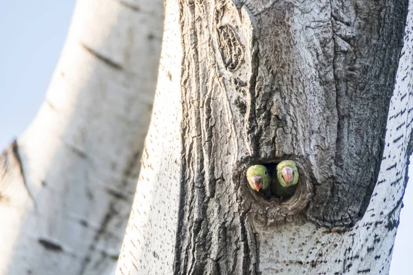 Παπαγάλοι Τρύπα Δέντρο Στη Φύση — Φωτογραφία Αρχείου