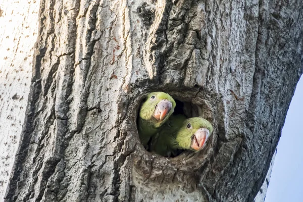 Papugi Dziurze Drzewa Przyrodzie — Zdjęcie stockowe