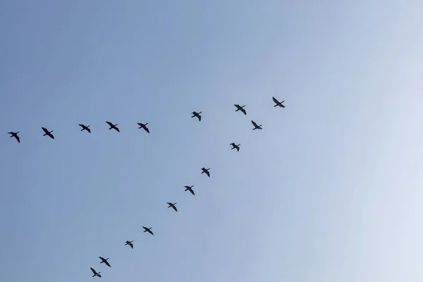 Gökteki göçmen kuşlar