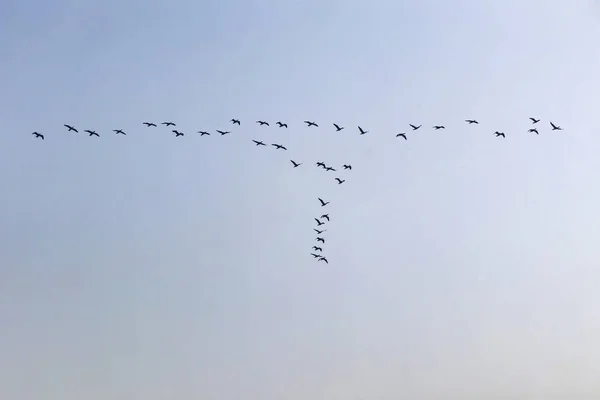 Aves Migratorias Cielo — Foto de Stock