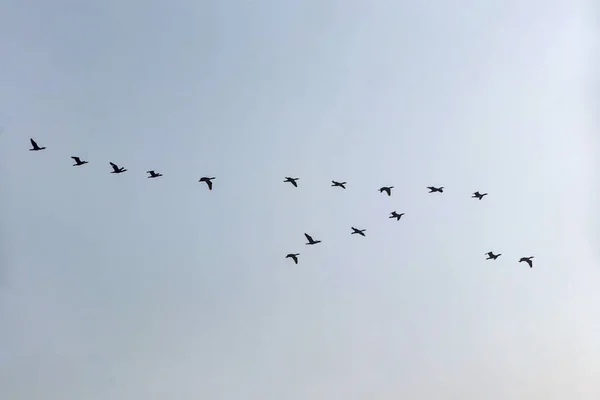 Μεταναστευτικά Πουλιά Στον Ουρανό — Φωτογραφία Αρχείου