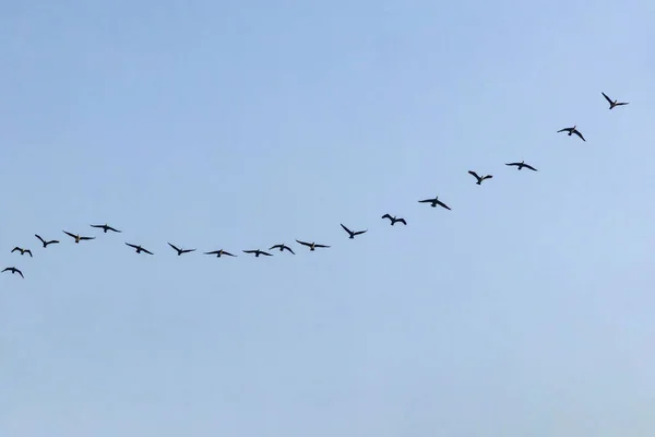 Aves Migratórias Céu — Fotografia de Stock